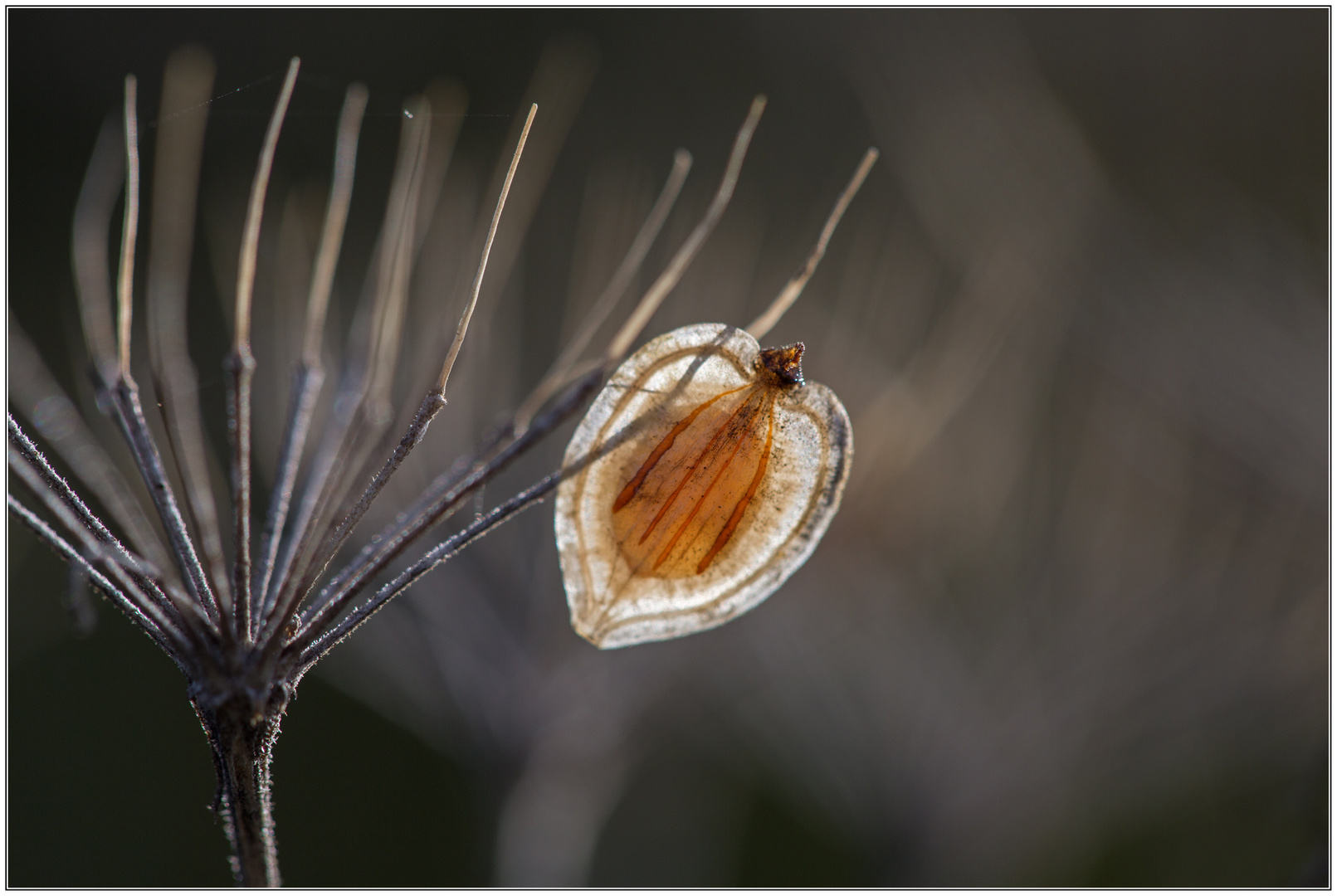 Herbst - Herzimpressionen