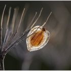 Herbst - Herzimpressionen