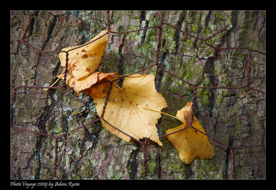 Herbst hinter Gittern