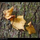 Herbst hinter Gittern