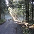 Herbst, -hinters Licht geführt-