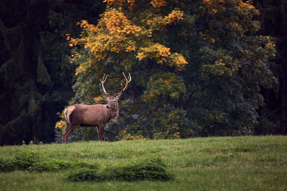 Herbst-Hirsch