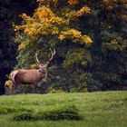 Herbst-Hirsch