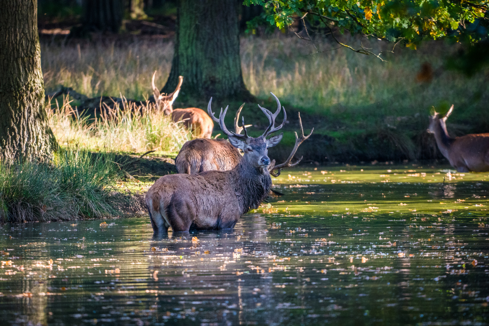 Herbst Hirschbrunft