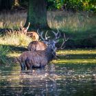 Herbst Hirschbrunft