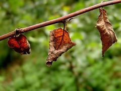 Herbst hoch drei..