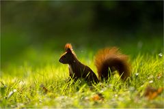 Herbst-Hörnchen