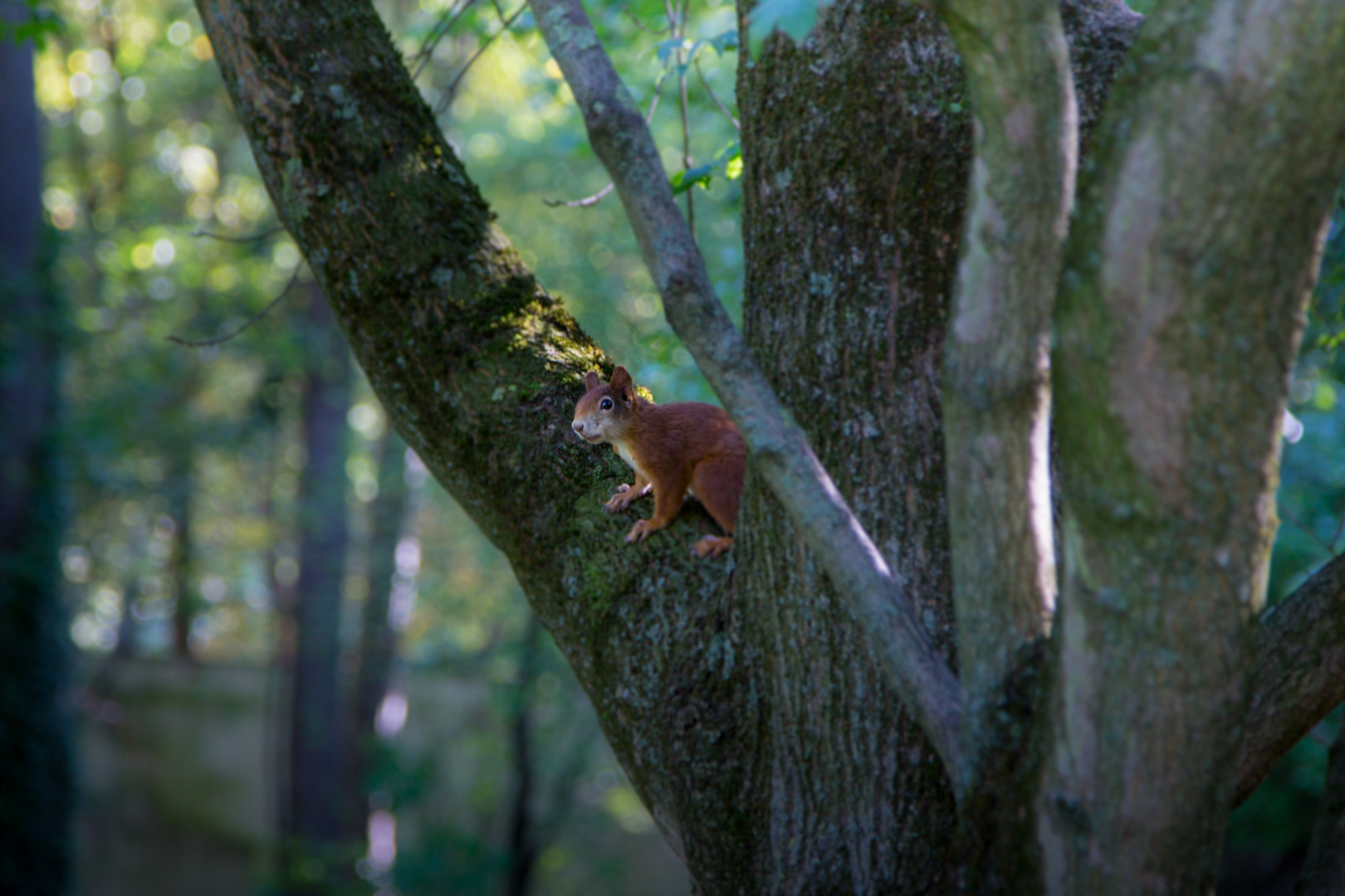 Herbst-Hörnchen