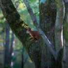 Herbst-Hörnchen