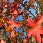 Herbst @ Home