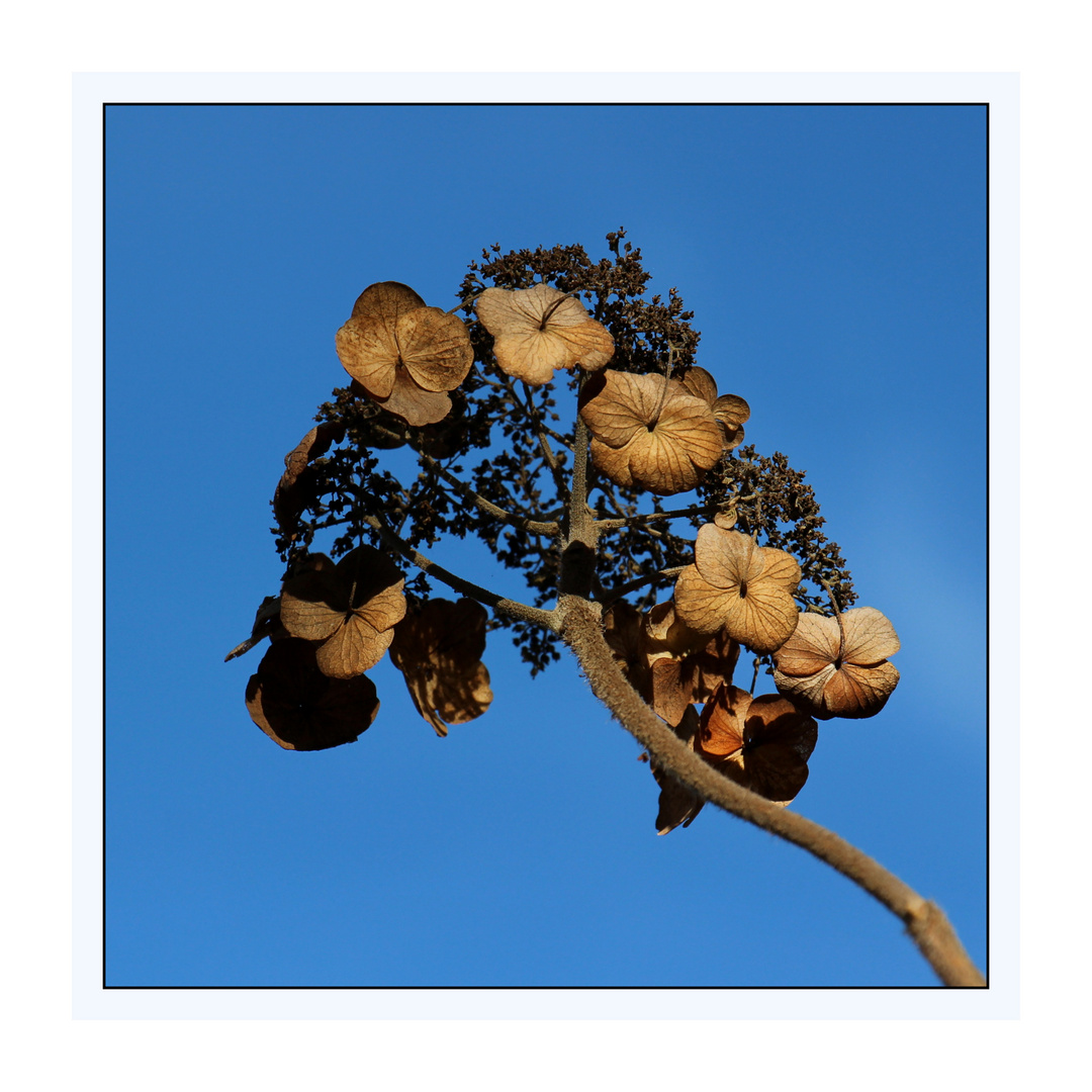 Herbst Hortensie