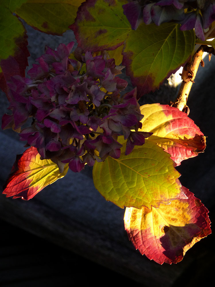 Herbst-Hortensie.................