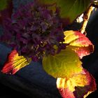 Herbst-Hortensie.................