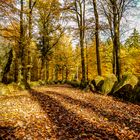 Herbst - Hünenbett im Klecker Wald