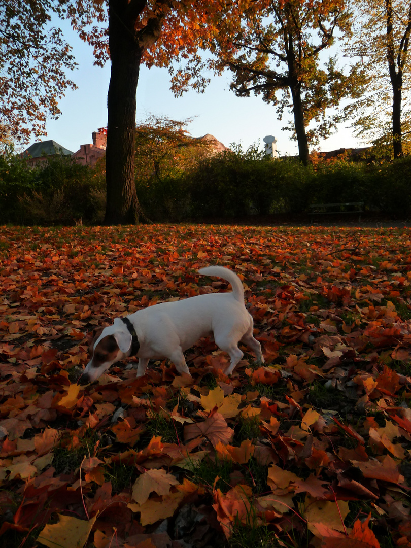 Herbst - Hugo