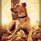 Herbst - Hund