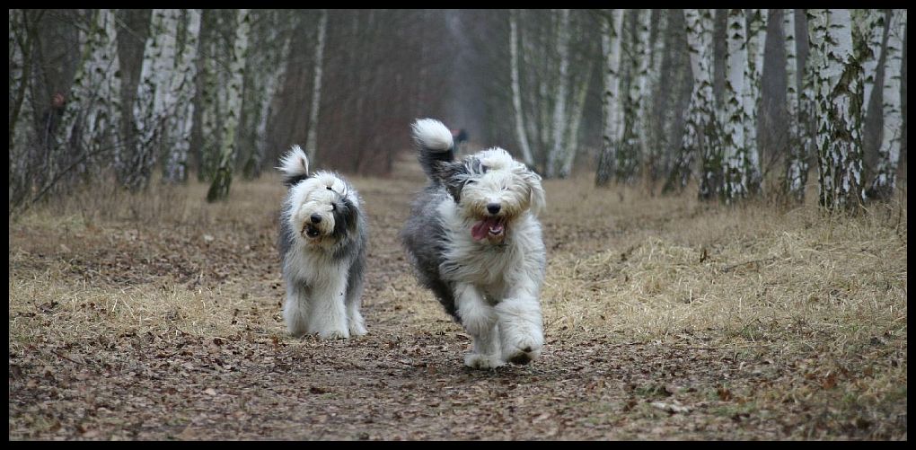 HERBST HUNDE