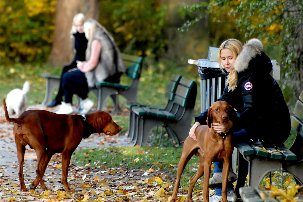 Herbst, Hunde - Männer?