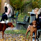 Herbst, Hunde - Männer?