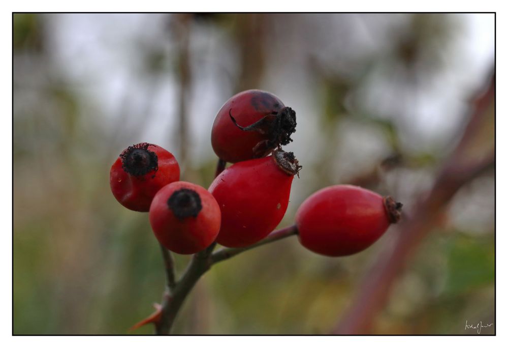 Herbst (I)