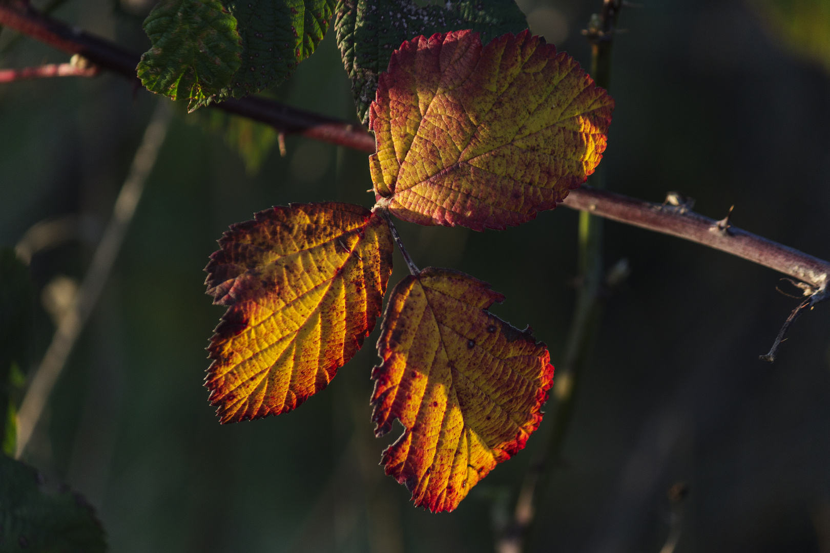 Herbst I