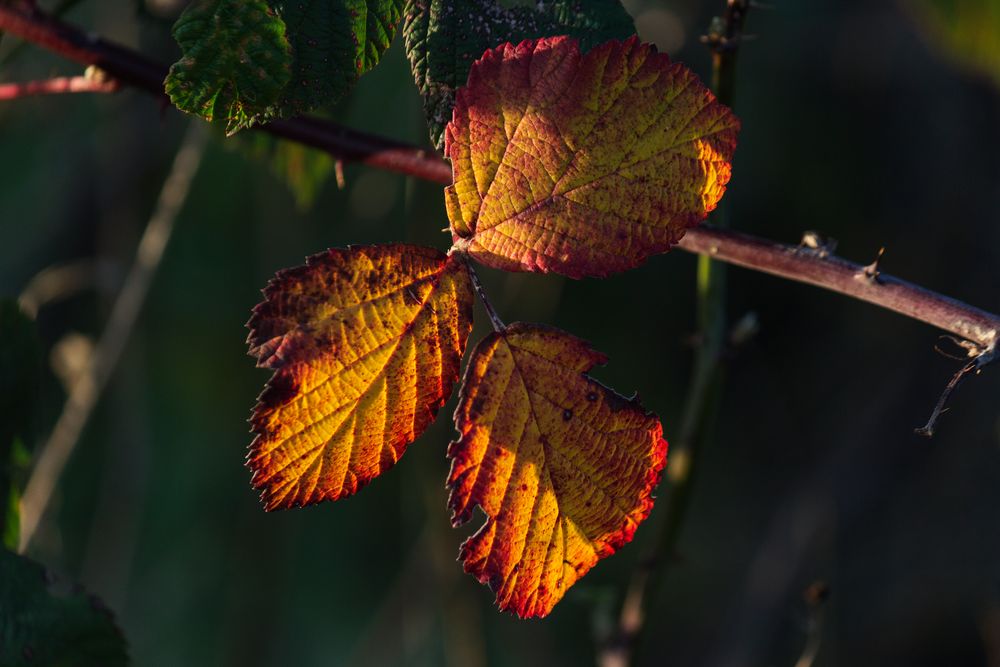 Herbst I