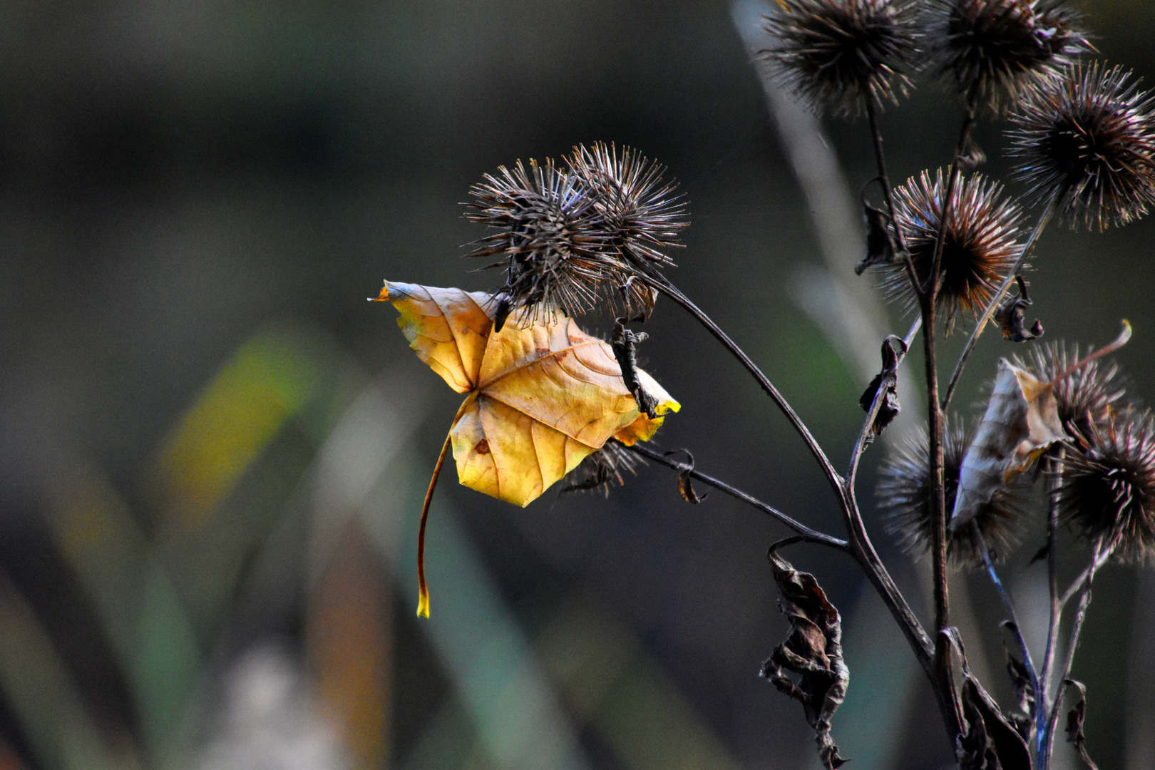 Herbst I