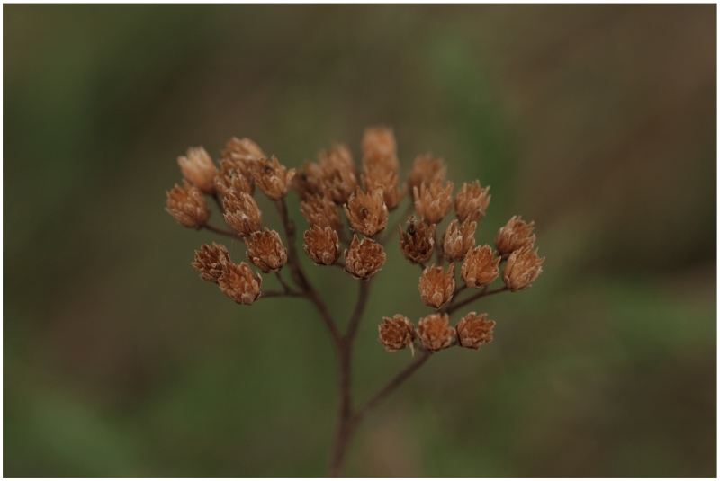 Herbst I