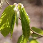 Herbst? Ich find' Frühling einfach schöner