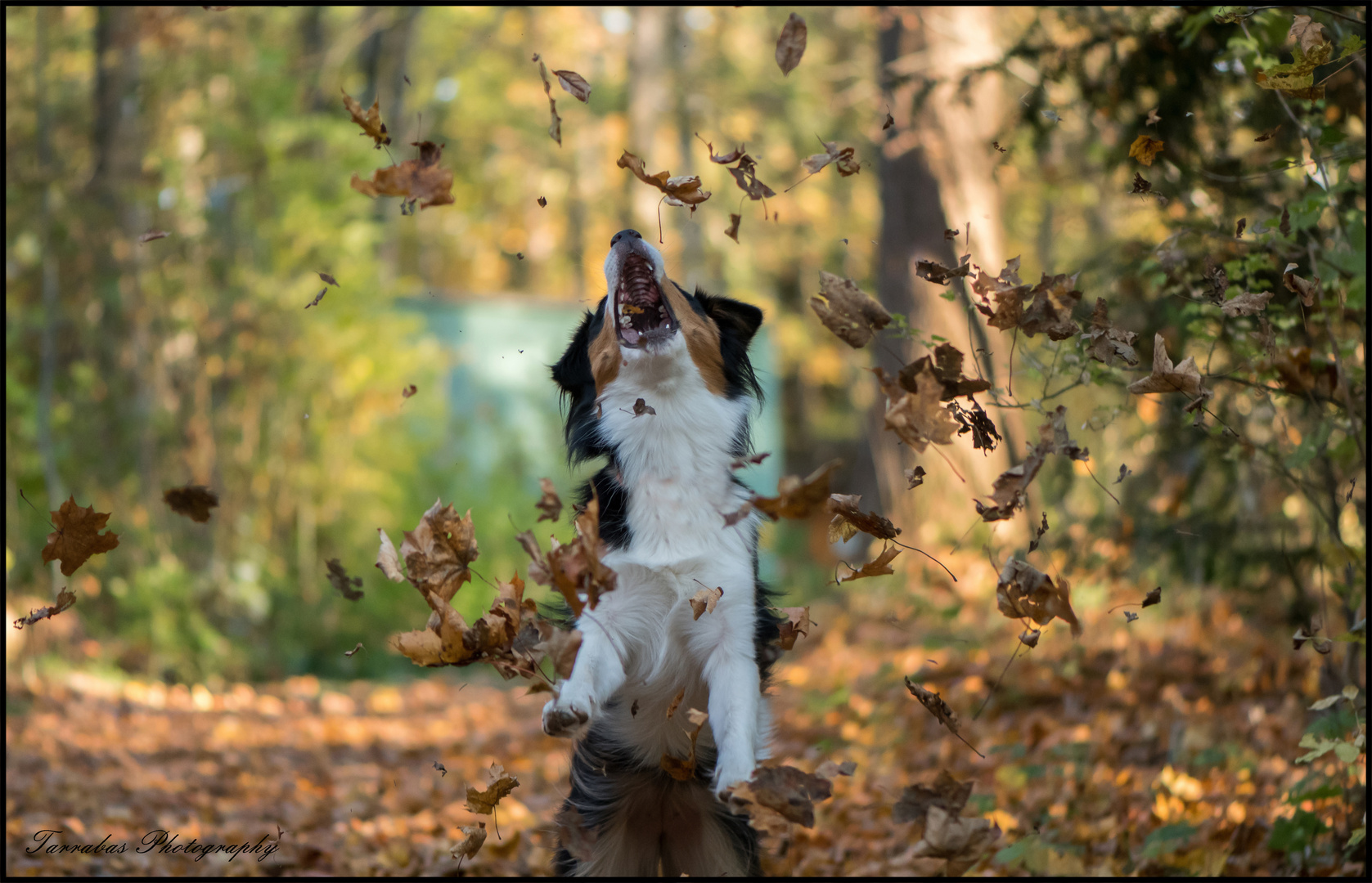 Herbst ich komme