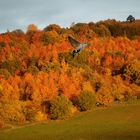 Herbst Idylle