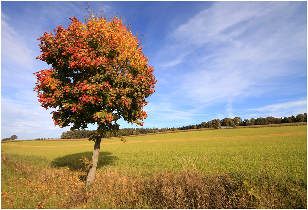 Herbst II