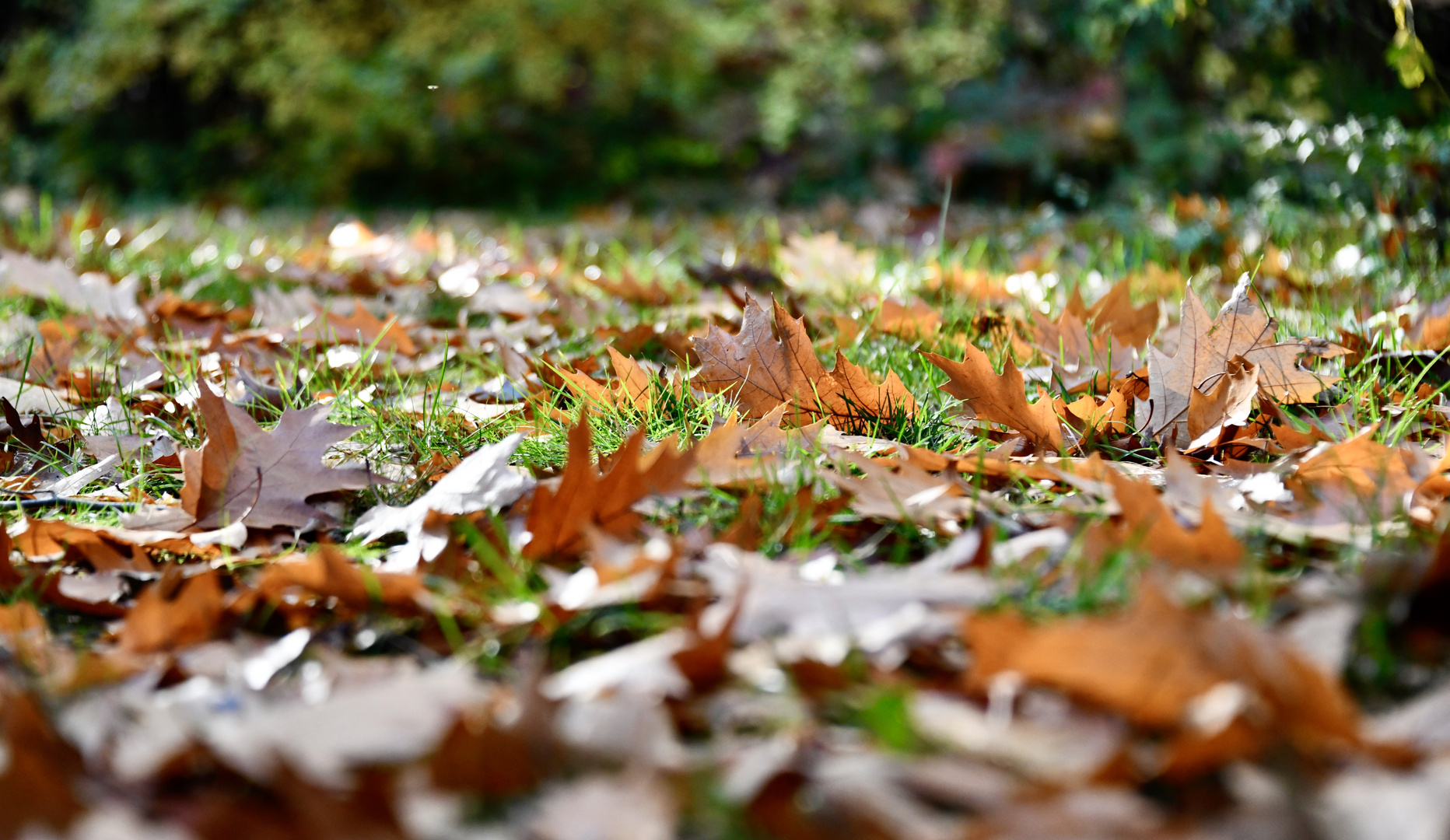 "Herbst II"