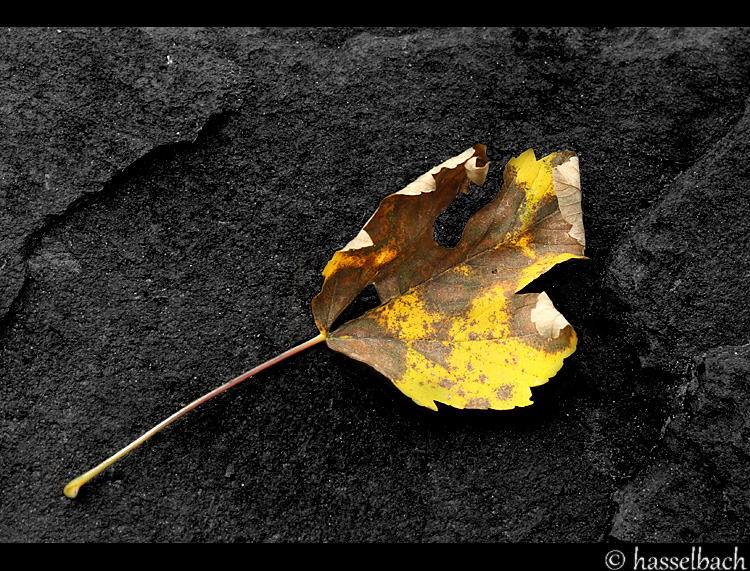 Herbst II