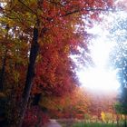 Herbst II