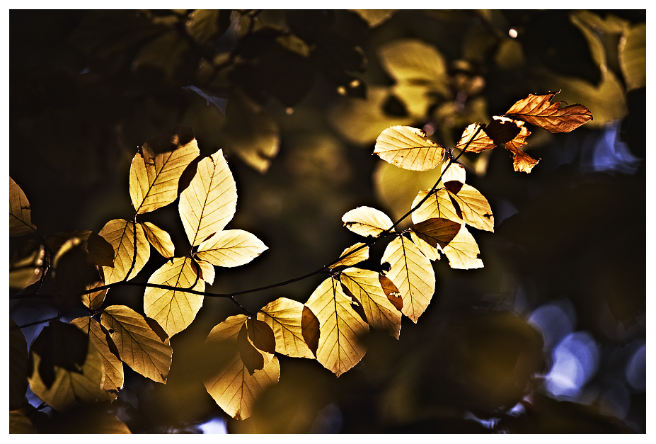 Herbst II