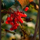 Herbst II