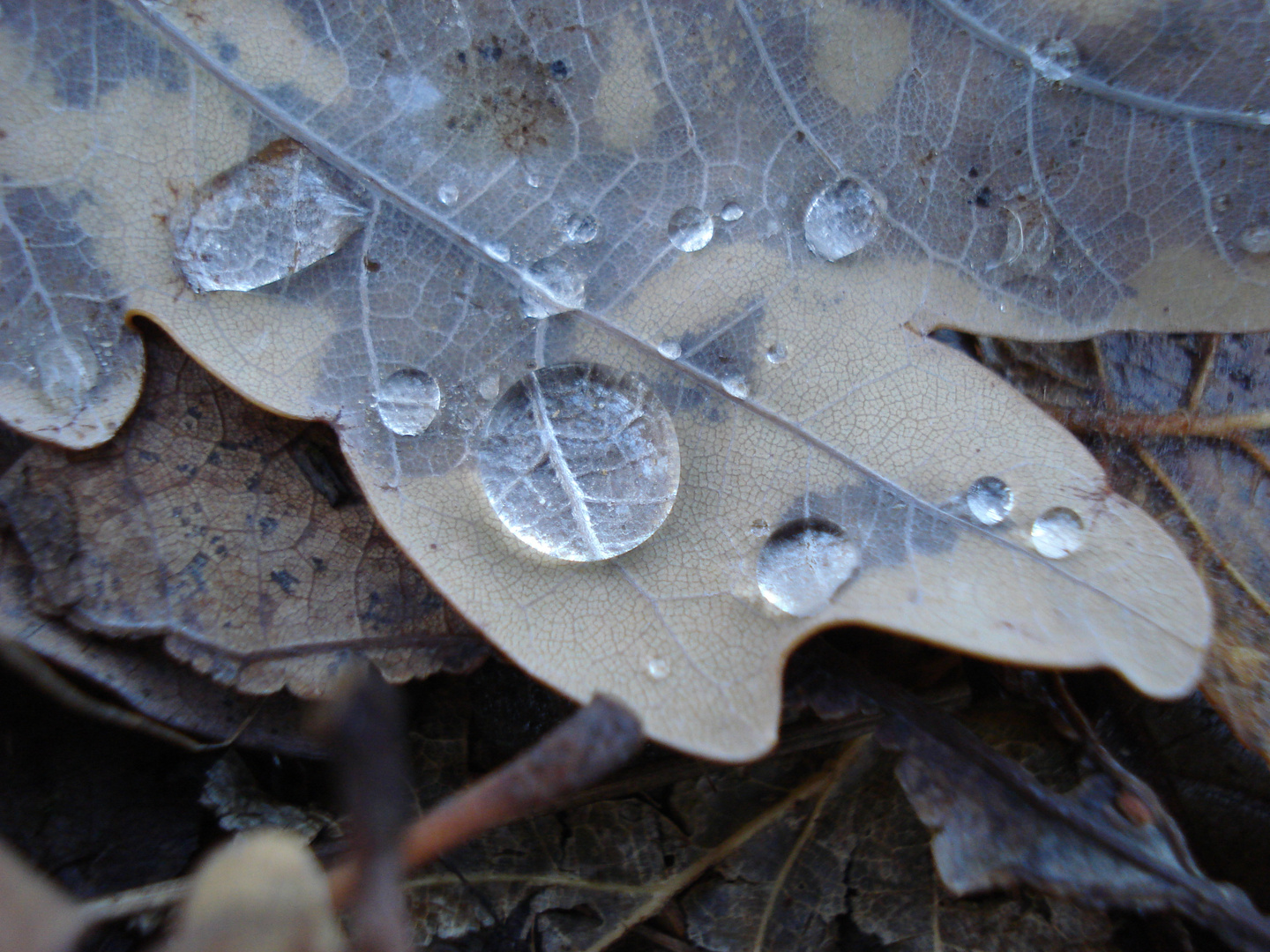 Herbst II.