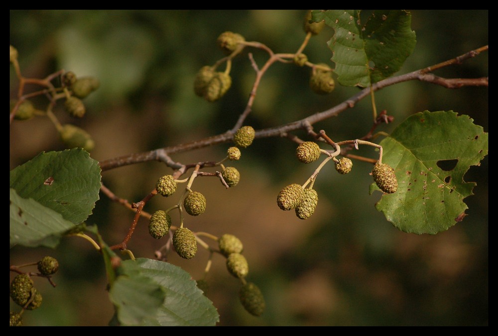 Herbst II