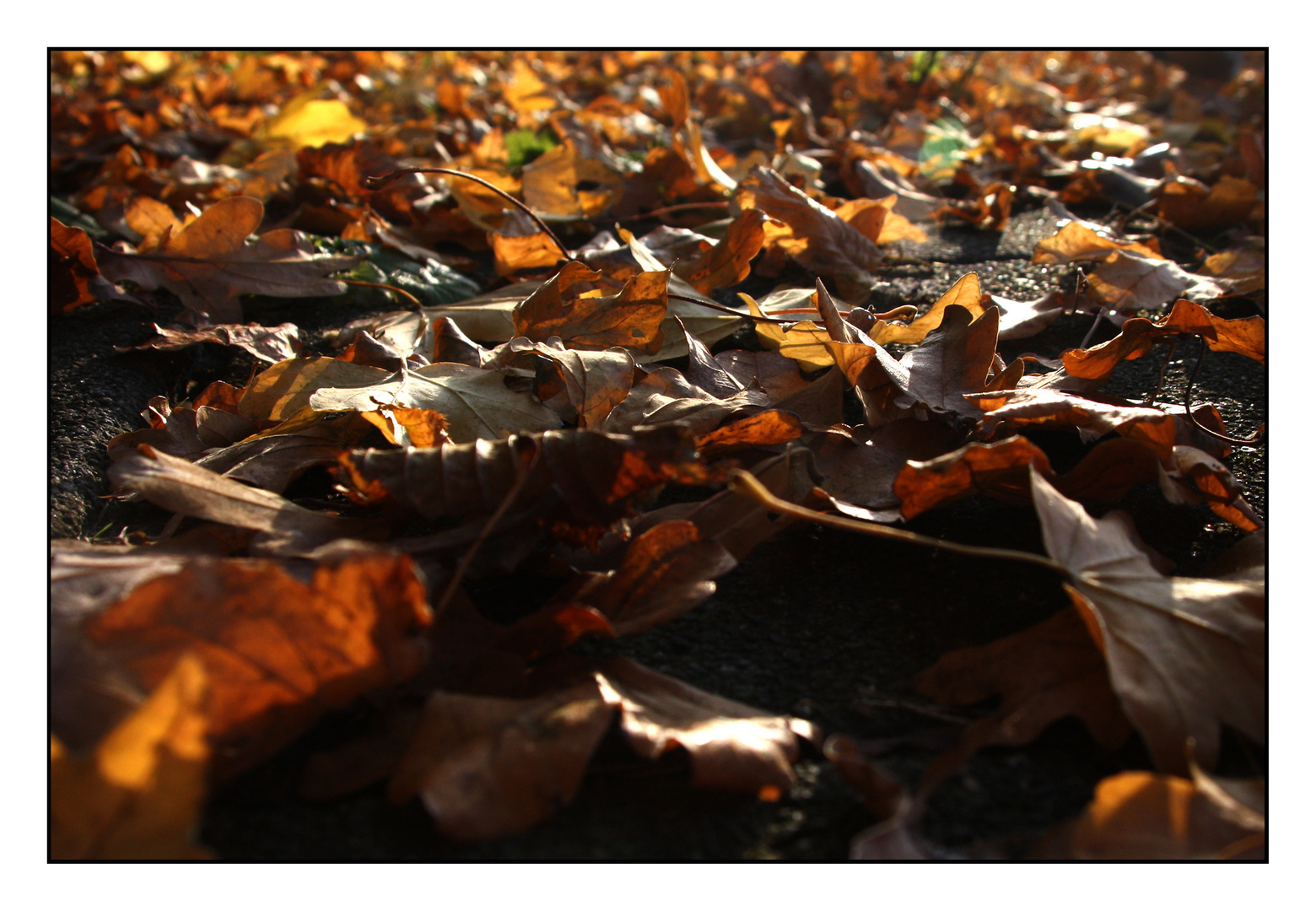 Herbst II