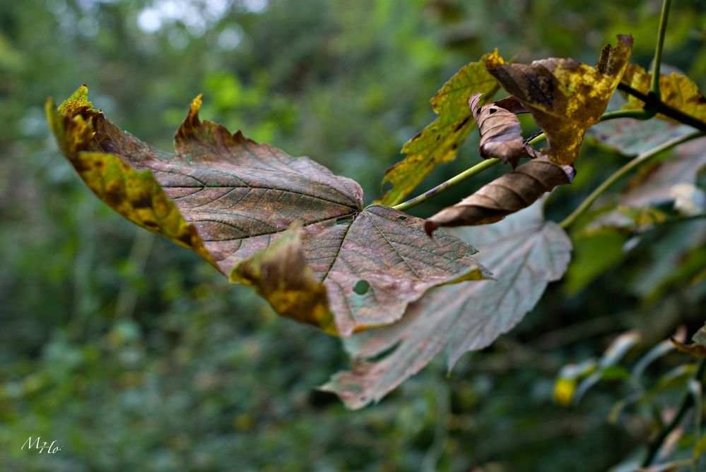 Herbst II