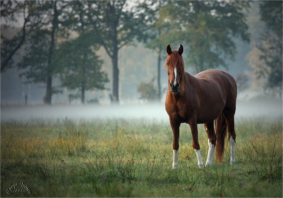 Herbst II