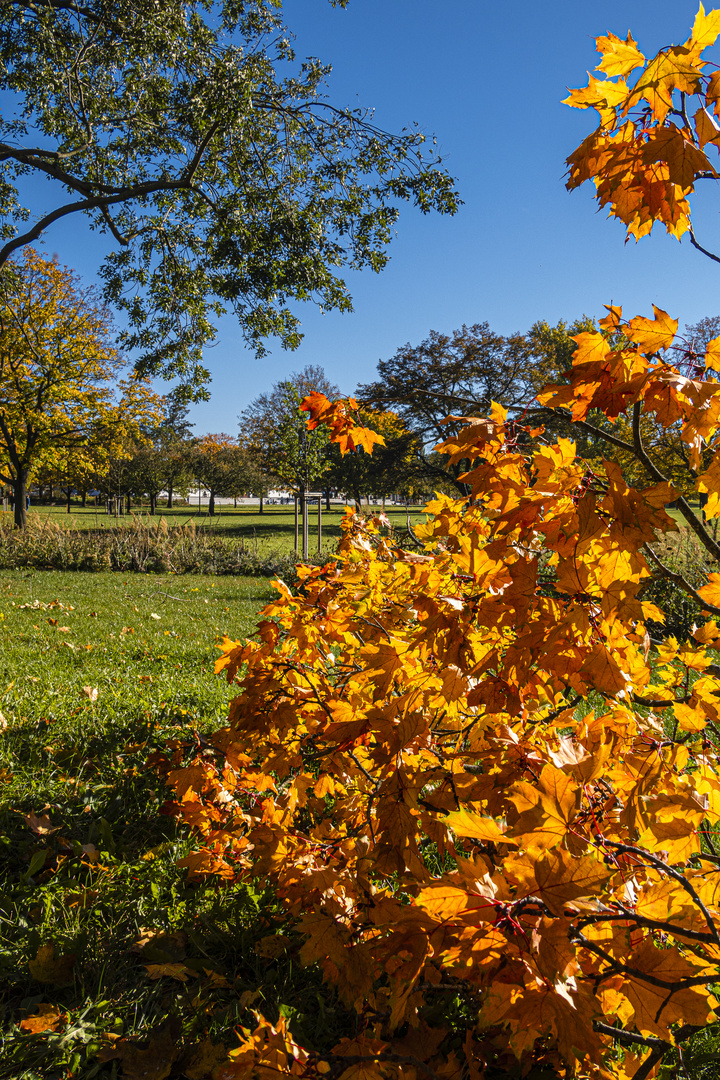 Herbst III - Und schon wieder vorbei