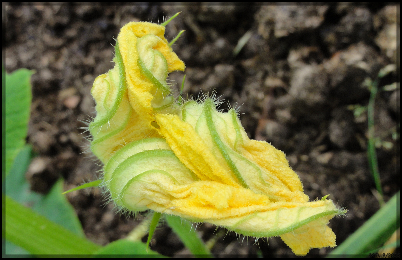 Herbst III- Zucchiniblüte