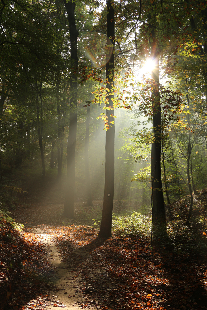 Herbst im Aaper Wald