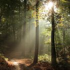 Herbst im Aaper Wald