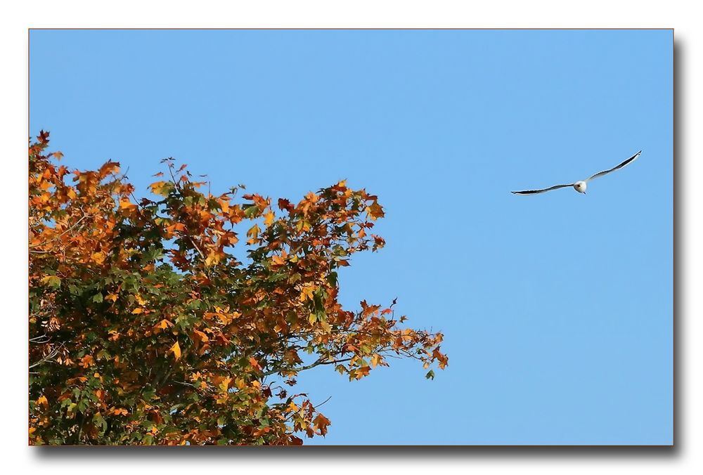 Herbst im Abflug