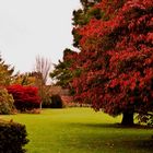 Herbst im Aboretum 1