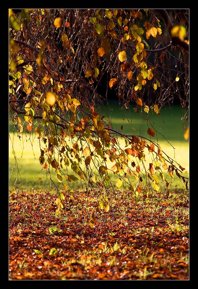 Herbst im Aboretum