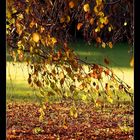 Herbst im Aboretum